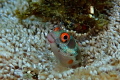   Found around pacific coast Costa Rica Panama down Colombia Panamic Barnacle Blenny has these stunning striking bright red eyes. eyes  